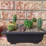Grow Your Own Cactus Kit (Pot Included)