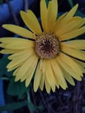 Daisy plant, TWO per lot/order get TWO free (Total 4 plants, bloom colors vary)