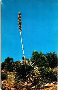 Postcard Sotol Flower Lily Family