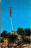 Postcard Sotol Flower Lily Family