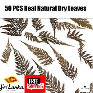 50 PCS Assorted Real Natural Dried Leaves Pressed DIY Craft Art Decoration