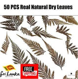 50 PCS Assorted Real Natural Dried Leaves Pressed DIY Craft Art Decoration