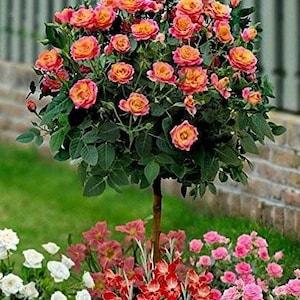 Orange yellow rose bouch seeds - 20 seeds - code 703