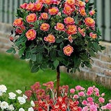 Orange yellow rose bouch seeds - 20 seeds - code 703