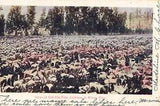 Postcard Cala Lily Field Winter Time California CA UDB