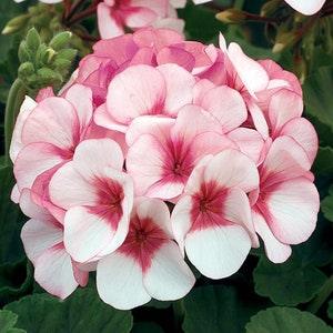 NEW! 10 Maverick Series Star Pink Geranium Seeds, Pelargonium Zonale PZ0110
