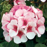NEW! 10 Maverick Series Star Pink Geranium Seeds, Pelargonium Zonale PZ0110