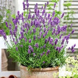 50+ Seeds / English lavender Seeds / Lavandula Angustifolia Vera / Perennial/ Flower (G4)B