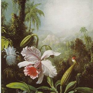 Hummingbird in jungle with orchids lush plants, vintage print of oil painting  circa 1865, tropical natural history bird decor for airbnb