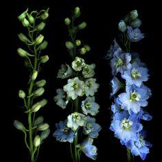 July Birth Flower Larkspur - JAdore Les Fleurs Boutique Flower Delivery