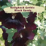Hollyhock Gothic Black Flower Seeds