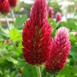 Unique CRIMSON CLOVER Red Trifolium Incarnatum Wildflower 20 Seeds