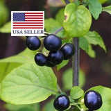 Jaltomata procumbens - Xaltomatl, Creeping False Holly - 10 Seeds
