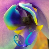 Psychedelic Orchid Photograph