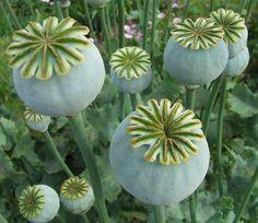 Opium poppy heads Flower Delivery