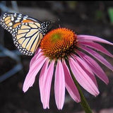 Purple Coneflower (Echinacea) Seeds - 50 Pack