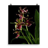 Zygopetalum Orchid Print Red Orchids Poster Wall Art Photo