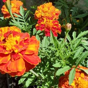 African Marigold Seeds