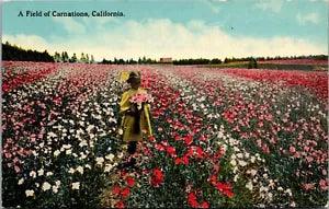 Field of Carnations~California~Girl Picking Flowers~Panama Exposition Postcard