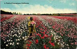Field of Carnations~California~Girl Picking Flowers~Panama Exposition Postcard