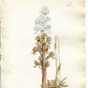 Sowerby Original Antique 1840 Hand coloured Engraving   Vintage Botanical Print from English Botany   Orchid print   Birds Nest Orchid  1215