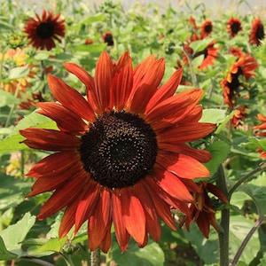 Velvet queen sunflower 35 seeds