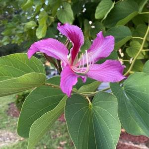 8x10 - Live Orchid in tree
