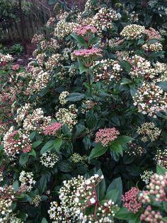 viburnum tinus ??Spring Bouquet?? ?C Real Life Garden Solutions Flower Delivery