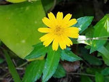 Wedelia trilobata!  CREEPING DAISY! 2 Plants! EASY 2 GROW !