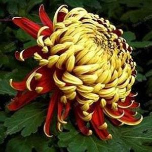No 79 Chrysanthemum 5 Seeds Samen red Version Seeds Chrsyanthmen Seeds Zaden