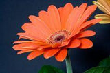 How to Get Gerbera Daisies Through Winter | ehow.com Flower Delivery