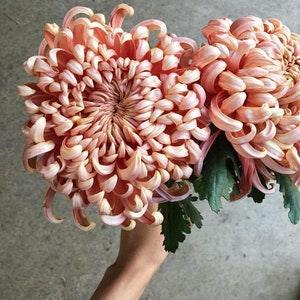 No298 Big Chrysanthemum 5 Seeds Seeds Chrysanthemums Zaden rose Big Bulbs Ballon Flowers Plants
