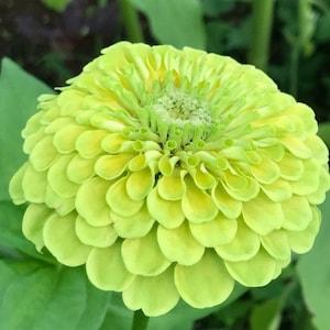 30 Zinnia Elegans Lime Flower Seeds/ Dahlia Lime Queen/Commom Zinnia/Elegant Green Zinnia/Envy Lime Queen/Long Bloom Season/ FL503