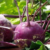 Kohlrabi - Delikatess Blauer 2g - 200 NON GMO Seeds - Brassica Oleracea Gongylodes