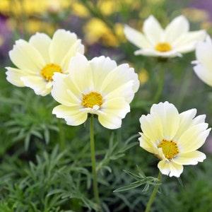 20 Cosmos Xanthos Flower Seeds / Cosmos bipinnatus / English Garden / Wildflowers / Cottage / Bouquet Flowers / Wedding Flowers