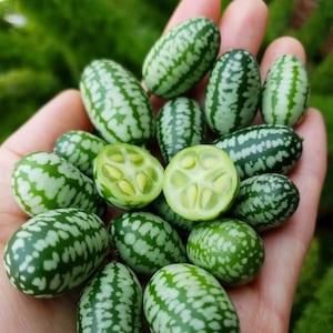 Cucamelon Seeds | Mexican Sour Gherkin | Mouse Melon | Melothria scabra | Rare Organic Heirloom