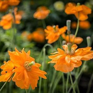 30+ seeds Papaver rupifragum ??Double Tangerine Gem??  (Spanish Poppy)