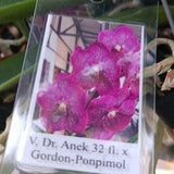 Orchid Vanda Dr Anek 32 fl x Gordon - Ponpimol