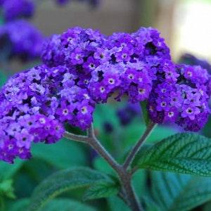 50 Pcs Heliotrope Marine  Seeds/Heliotropium Arborescens/Extra Dwarf Marine/Fragrant Heliotrope/ Common Heliotrope/ Turnsole Plant/ FL509