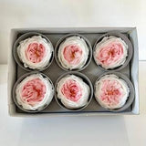 Pack of 6 Preserved English pink peony white mix pink pastel gradient, rose Augustine, wedding decoration