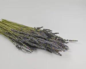 Grosso French Lavender Bunch