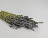 Grosso French Lavender Bunch