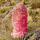 Puya weberiana 5 Seeds - Carmine Princess Flower ** VERY RARE **