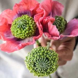 50+ Hens N Chicks Poppy Seeds / Flower Seeds/ Poppies / English Garden / Papaver somniferum / Breadseed