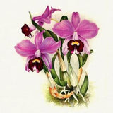 Orchid No. 629, 1885, Linden auth., botanical print (giclee) on canvas, 50x70cm. or 20x25" approx.