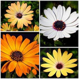 AFRICAN DAISY FLOWER Seed - Really Cute as Annual Ground Cover or a Bright Garden Border - Aurantica Hybrids African Daisy Seeds