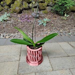 Orchid Planter with Greek-Inspired Twisted Pillars - Elegant Floral Display for Indoor Gardens