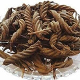 Fusilli Pods Pack of 6 - Helicteres Isora - Natural Dried Fruit and Seed Pods - Terrarium and Vivarium Accessories