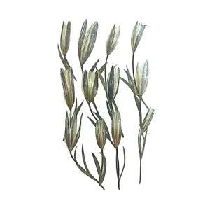 12x Dried Flowers Dried Pressed Flowers for Candle Jewelry Epoxy Resin
