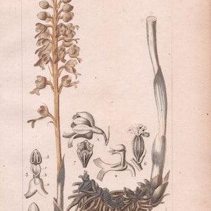 Antique Botanical Print of Bird's Nest Orchid - Epicactis nidus-avis - 1829 Rare Hand-coloured Print